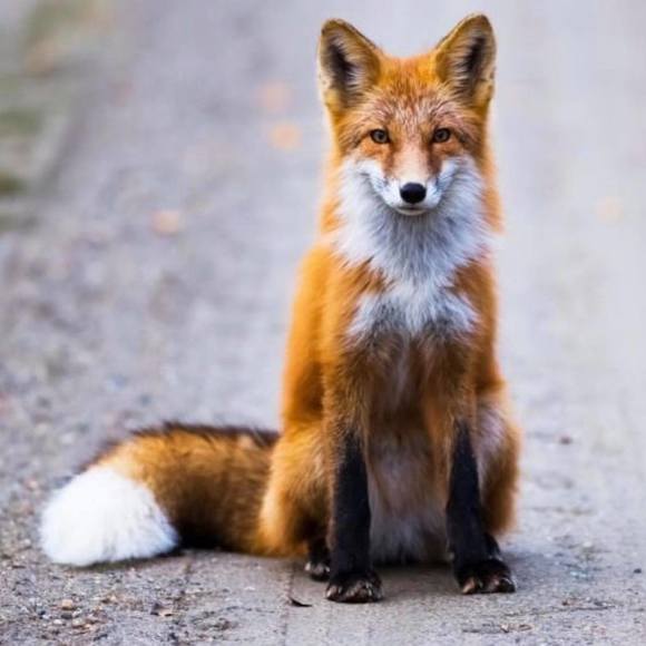 rywfox
